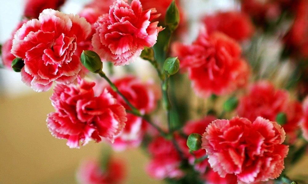 Гвоздики остаются самыми популярными ритуальными цветами в Беларуси